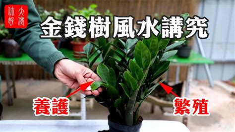 金錢樹 風水|金錢樹風水位置：讓你家財運亨通的秘密 – 植物盆栽綠寶典